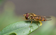 Marmalade Fly (male, Episyrphus balteatus)